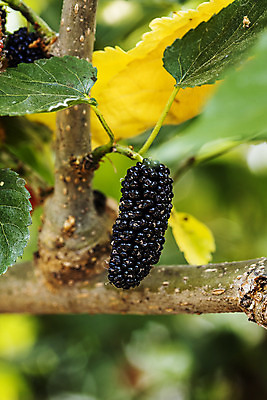 포토 JPG 주간 나뭇잎 근접촬영 사람없음 야외 아웃포커스 나뭇가지 전라북도 특산물 부안 오디 국내포토 자연요소 나무 열매 뷰포인트 잎 촬영기법 전라도 파일형식