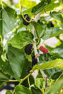 포토 JPG 주간 나뭇잎 사람없음 야외 아웃포커스 나뭇가지 전라북도 특산물 부안 오디 국내포토 자연요소 나무 열매 잎 촬영기법 전라도 파일형식