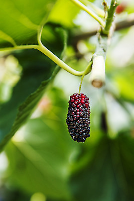 포토 JPG 주간 나뭇잎 사람없음 야외 아웃포커스 나뭇가지 전라북도 특산물 부안 오디 국내포토 자연요소 나무 열매 잎 촬영기법 전라도 파일형식