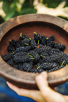 포토 JPG 주간 손 들기 야외 아웃포커스 신체부위 전라북도 담기 특산물 나무그릇 부안 오디 국내포토 자연요소 그릇 열매 모션 촬영기법 사람 목재 전라도 파일형식