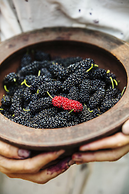 포토 JPG 주간 손 들기 야외 신체부위 전라북도 담기 특산물 나무그릇 부안 오디 국내포토 자연요소 그릇 열매 모션 사람 목재 전라도 파일형식