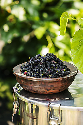 포토 JPG 주간 사람없음 야외 아웃포커스 전라북도 담기 특산물 나무그릇 부안 오디 국내포토 자연요소 그릇 열매 모션 촬영기법 목재 전라도 파일형식