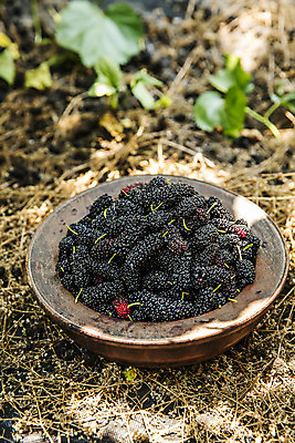 포토 JPG 주간 사람없음 야외 전라북도 담기 특산물 나무그릇 땅바닥 부안 오디 국내포토 자연요소 그릇 열매 모션 바닥 목재 전라도 파일형식