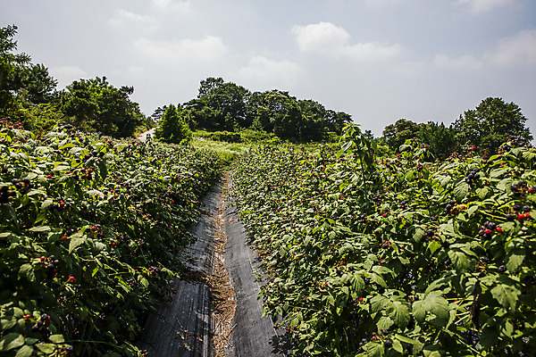 포토 JPG 주간 나무 구름 하늘 나뭇잎 사람없음 야외 전라북도 고창 복분자 고창복분자 국내포토 자연요소 식물 잎 과일 전라도 특산물 파일형식