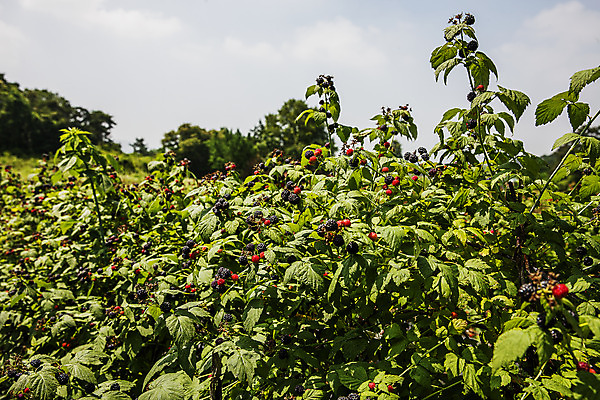 포토 JPG 주간 나무 구름 나뭇잎 사람없음 야외 전라북도 고창 복분자 고창복분자 국내포토 자연요소 식물 잎 과일 전라도 특산물 파일형식