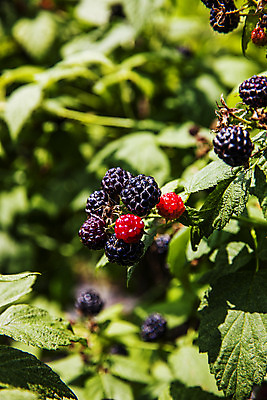 포토 JPG 주간 나무 나뭇잎 근접촬영 사람없음 야외 아웃포커스 전라북도 고창 복분자 제철 제철음식 고창복분자 국내포토 자연요소 식물 음식 뷰포인트 잎 과일 촬영기법 전라도 특산물 파일형식