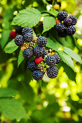 포토 JPG 주간 나무 나뭇잎 사람없음 야외 아웃포커스 나뭇가지 전라북도 고창 복분자 제철 제철음식 고창복분자 국내포토 자연요소 식물 음식 잎 과일 촬영기법 전라도 특산물 파일형식