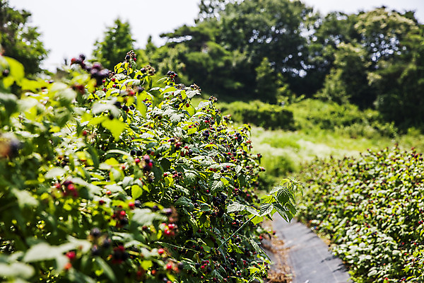 포토 JPG 주간 나무 나뭇잎 사람없음 야외 아웃포커스 전라북도 고창 복분자 고창복분자 국내포토 자연요소 식물 잎 과일 촬영기법 전라도 특산물 파일형식