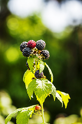 포토 JPG 주간 나뭇잎 근접촬영 사람없음 야외 아웃포커스 나뭇가지 전라북도 고창 복분자 제철 제철음식 고창복분자 국내포토 자연요소 나무 음식 뷰포인트 잎 과일 촬영기법 전라도 특산물 파일형식