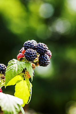 포토 JPG 주간 나뭇잎 근접촬영 사람없음 야외 아웃포커스 나뭇가지 전라북도 보케 고창 복분자 제철 제철음식 고창복분자 국내포토 자연요소 나무 음식 뷰포인트 잎 과일 촬영기법 전라도 특산물 파일형식