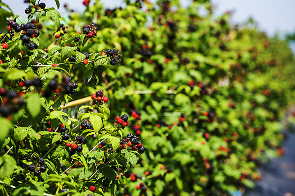 포토 JPG 주간 나무 나뭇잎 사람없음 야외 아웃포커스 전라북도 고창 복분자 고창복분자 국내포토 자연요소 식물 잎 과일 촬영기법 전라도 특산물 파일형식