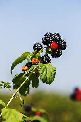 포토 JPG 주간 나뭇잎 사람없음 야외 아웃포커스 나뭇가지 전라북도 고창 복분자 제철 제철음식 고창복분자 국내포토 자연요소 나무 음식 잎 과일 촬영기법 전라도 특산물 파일형식