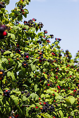 포토 JPG 주간 나무 사람없음 야외 나뭇가지 전라북도 고창 복분자 제철 제철음식 고창복분자 국내포토 자연요소 식물 음식 과일 전라도 특산물 파일형식