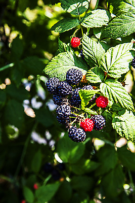 포토 JPG 주간 나뭇잎 사람없음 야외 아웃포커스 나뭇가지 전라북도 고창 복분자 제철 제철음식 고창복분자 국내포토 자연요소 나무 음식 잎 과일 촬영기법 전라도 특산물 파일형식