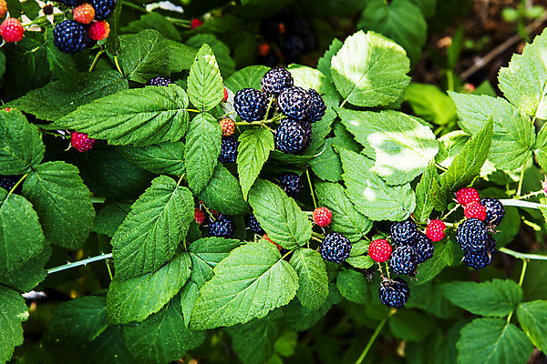 포토 JPG 주간 나무 나뭇잎 사람없음 야외 전라북도 고창 복분자 제철 제철음식 고창복분자 국내포토 자연요소 식물 음식 잎 과일 전라도 특산물 파일형식