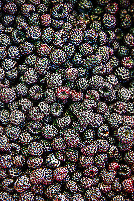 포토 JPG 주간 사람없음 야외 전라북도 가득함 고창 복분자 제철 제철음식 고창복분자 국내포토 자연요소 음식 과일 전라도 특산물 파일형식