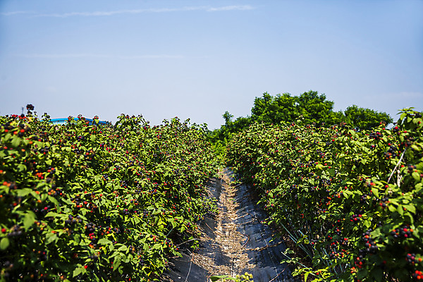 포토 JPG 주간 나무 하늘 사람없음 야외 전라북도 고창 복분자 고창복분자 국내포토 자연요소 식물 과일 전라도 특산물 파일형식