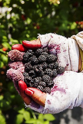 포토 JPG 주간 손 장갑 들기 야외 아웃포커스 신체부위 전라북도 고창 복분자 제철 제철음식 고창복분자 국내포토 자연요소 잡화 음식 과일 모션 촬영기법 사람 전라도 특산물 파일형식