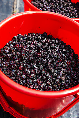 포토 JPG 주간 사람없음 야외 바구니 전라북도 담기 고창 복분자 제철 제철음식 고창복분자 국내포토 자연요소 음식 과일 모션 전라도 특산물 파일형식