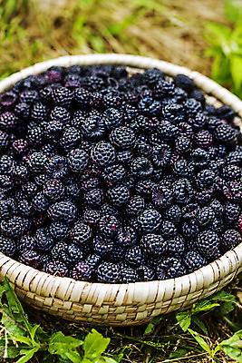 포토 JPG 주간 사람없음 야외 소쿠리 전라북도 담기 고창 땅바닥 복분자 제철 제철음식 고창복분자 국내포토 자연요소 음식 과일 모션 바닥 바구니 전라도 특산물 파일형식