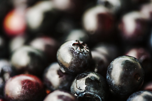 포토 JPG 주간 근접촬영 사람없음 야외 아웃포커스 전라북도 가득함 블루베리 고창 국내포토 자연요소 뷰포인트 과일 촬영기법 전라도 파일형식