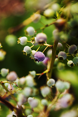 포토 JPG 주간 근접촬영 사람없음 야외 아웃포커스 나뭇가지 전라북도 블루베리 고창 국내포토 자연요소 나무 뷰포인트 과일 촬영기법 전라도 파일형식