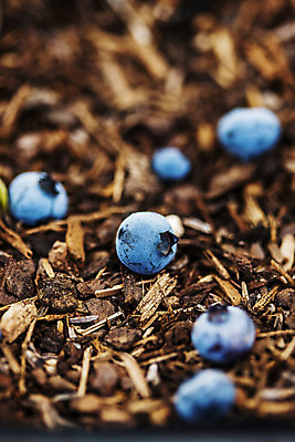 포토 JPG 주간 근접촬영 사람없음 야외 아웃포커스 전라북도 블루베리 고창 땅바닥 국내포토 자연요소 뷰포인트 과일 바닥 촬영기법 전라도 파일형식