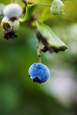 포토 JPG 주간 근접촬영 사람없음 야외 아웃포커스 나뭇가지 전라북도 블루베리 고창 국내포토 자연요소 나무 뷰포인트 과일 촬영기법 전라도 파일형식