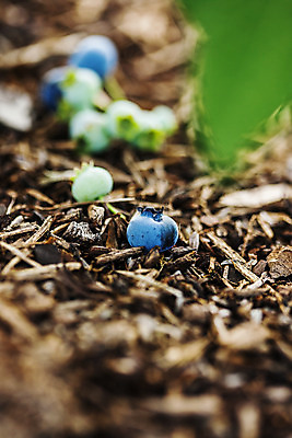 포토 JPG 주간 사람없음 야외 아웃포커스 나뭇가지 소프트포커스 전라북도 블루베리 고창 땅바닥 국내포토 자연요소 나무 과일 바닥 촬영기법 전라도 파일형식