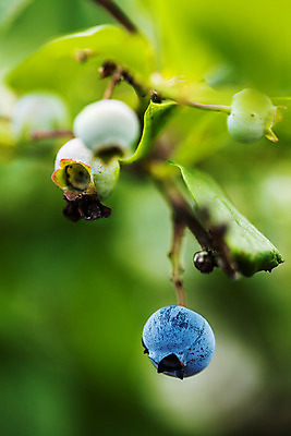 포토 JPG 주간 근접촬영 사람없음 야외 아웃포커스 나뭇가지 전라북도 블루베리 고창 국내포토 자연요소 나무 뷰포인트 과일 촬영기법 전라도 파일형식
