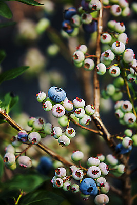 포토 JPG 주간 사람없음 야외 아웃포커스 나뭇가지 전라북도 블루베리 고창 국내포토 자연요소 나무 과일 촬영기법 전라도 파일형식