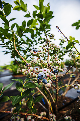 포토 JPG 주간 나무 나뭇잎 사람없음 야외 아웃포커스 나뭇가지 전라북도 블루베리 고창 국내포토 자연요소 식물 잎 과일 촬영기법 전라도 파일형식