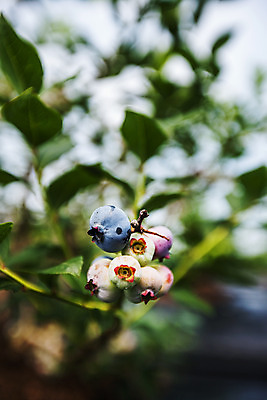 포토 JPG 주간 나뭇잎 사람없음 야외 아웃포커스 나뭇가지 전라북도 블루베리 고창 국내포토 자연요소 나무 잎 과일 촬영기법 전라도 파일형식