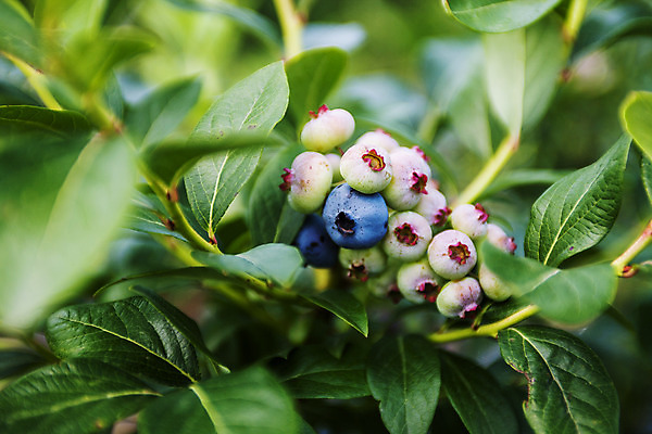 포토 JPG 주간 나뭇잎 사람없음 야외 나뭇가지 전라북도 블루베리 고창 국내포토 자연요소 나무 잎 과일 전라도 파일형식