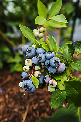 포토 JPG 주간 나무 나뭇잎 사람없음 야외 아웃포커스 나뭇가지 전라북도 블루베리 고창 국내포토 자연요소 식물 잎 과일 촬영기법 전라도 파일형식
