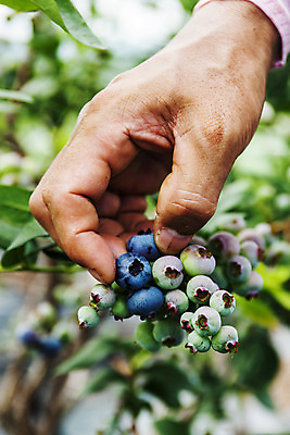 포토 JPG 주간 손 나뭇잎 야외 아웃포커스 신체부위 잡기 전라북도 블루베리 고창 국내포토 자연요소 잎 과일 모션 촬영기법 사람 전라도 파일형식