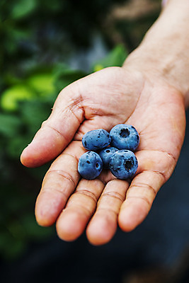 포토 JPG 주간 손 들기 야외 아웃포커스 신체부위 전라북도 블루베리 고창 국내포토 자연요소 과일 모션 촬영기법 사람 전라도 파일형식