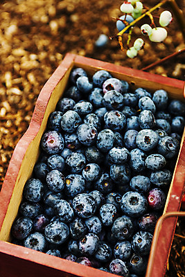 포토 JPG 주간 사람없음 야외 나무상자 전라북도 담기 블루베리 고창 국내포토 자연요소 과일 모션 상자 전라도 파일형식