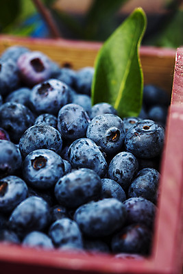 포토 JPG 주간 나뭇잎 근접촬영 사람없음 야외 나무상자 전라북도 담기 블루베리 고창 국내포토 자연요소 뷰포인트 잎 과일 모션 상자 전라도 파일형식