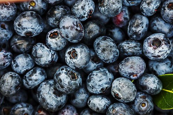 포토 JPG 주간 근접촬영 사람없음 야외 전라북도 가득함 블루베리 고창 국내포토 자연요소 뷰포인트 과일 전라도 파일형식