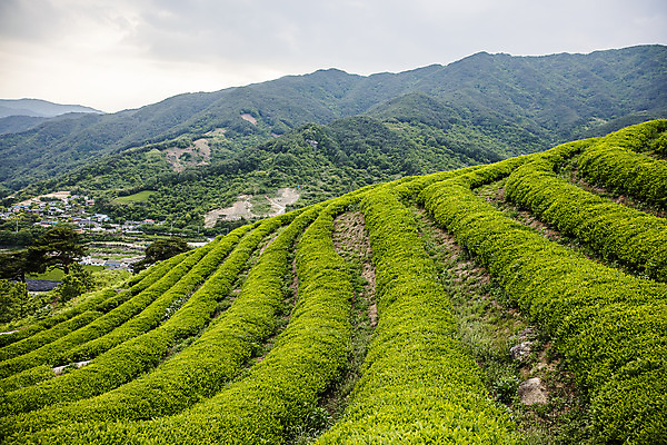 포토 JPG 주간 구름 산 풍경 사람없음 야외 경상남도 녹차밭 하동 국내포토 자연요소 밭 녹차 경상도 파일형식