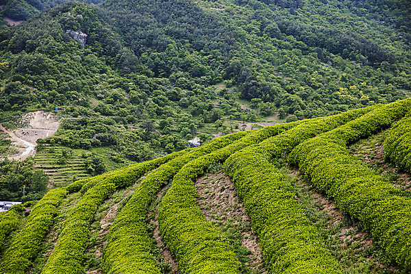 포토 JPG 주간 산 풍경 사람없음 야외 경상남도 녹차밭 하동 국내포토 자연요소 밭 녹차 경상도 파일형식