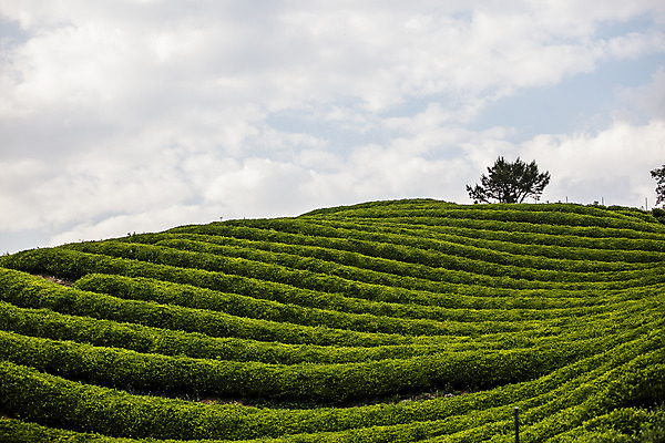 포토 JPG 주간 나무 구름 하늘 산 풍경 사람없음 야외 경상남도 녹차밭 하동 국내포토 자연요소 식물 밭 녹차 경상도 파일형식