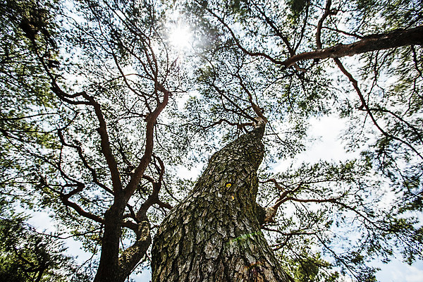포토 JPG 주간 로우앵글 풍경 사람없음 야외 태양 소나무 경상남도 하동 국내포토 자연요소 나무 뷰포인트 경상도 파일형식