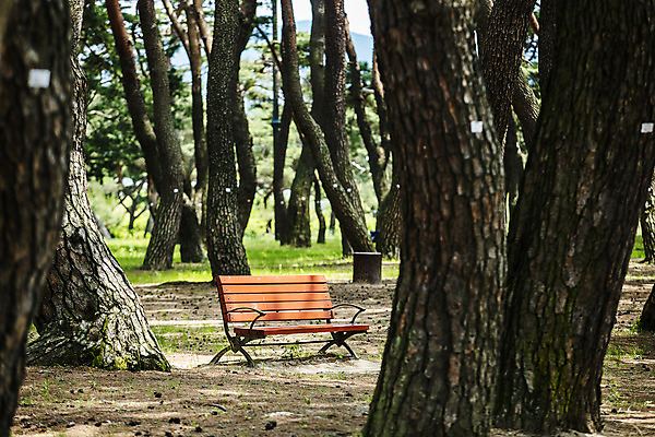 포토 JPG 주간 벤치 풍경 사람없음 야외 소나무 경상남도 소나무숲 하동 국내포토 자연요소 나무 의자 숲 경상도 파일형식