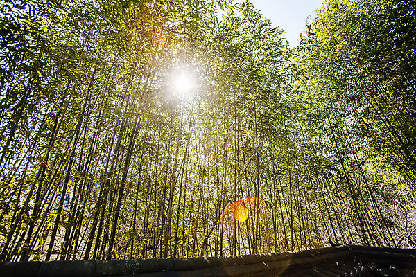포토 JPG 주간 로우앵글 풍경 사람없음 야외 햇빛 태양 경상남도 대나무 대나무숲 하동 국내포토 자연요소 나무 뷰포인트 숲 경상도 파일형식