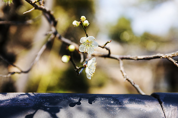 포토 JPG 주간 기와 풍경 근접촬영 사람없음 야외 아웃포커스 벚꽃 벚나무 경상남도 꽃가지 하동 국내포토 자연요소 나무 꽃 뷰포인트 촬영기법 나뭇가지 경상도 파일형식
