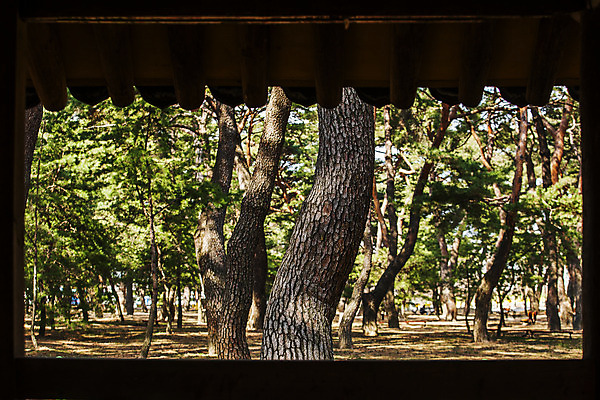 포토 JPG 주간 나무 자연 풍경 사람없음 야외 소나무 숲 경상남도 지붕처마 하동 국내포토 자연요소 식물 지붕 경상도 생태계 처마 파일형식