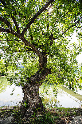 포토 JPG 주간 풍경 사람없음 야외 경상남도 고목 국내여행 느티나무 밀양 국내포토 자연요소 나무 여행 경상도 파일형식