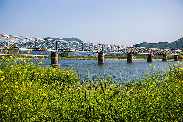 포토 JPG 주간 하늘 풍경 사람없음 야외 경상남도 유채 국내여행 낙동강 밀양 철교 국내포토 자연요소 꽃 여행 강 다리_건축물 경상도 파일형식 구미